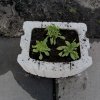 День довкілля (20.04.2018)